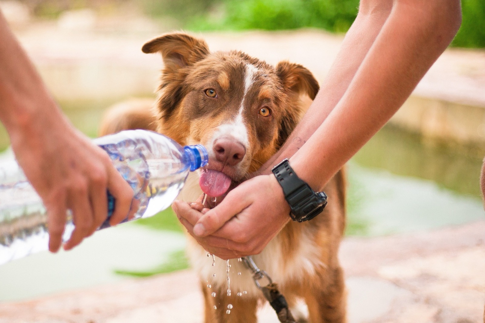 A dog drinks water poured from a bottle into a person's cupped hand